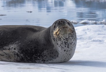 Foca leopard