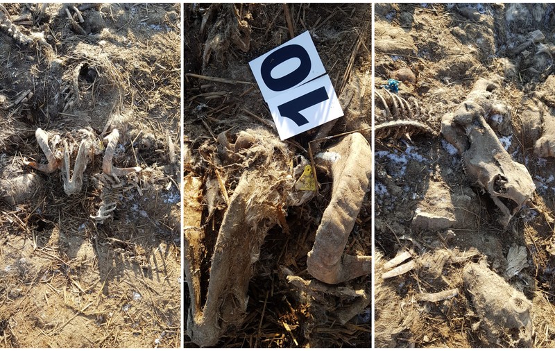 Patronul cimitirului ascuns de pe malul Dunării, reținut pentru 24 de ore!