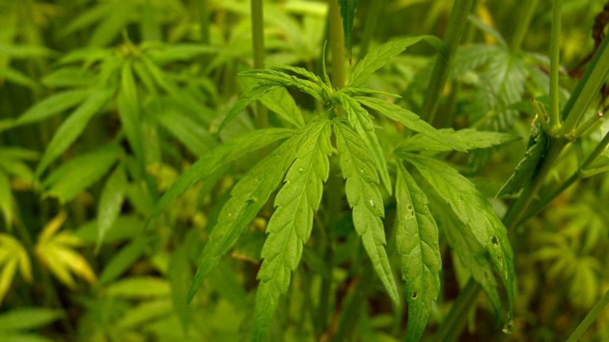 Consumul de cannabis a fost aprobat în Catalonia