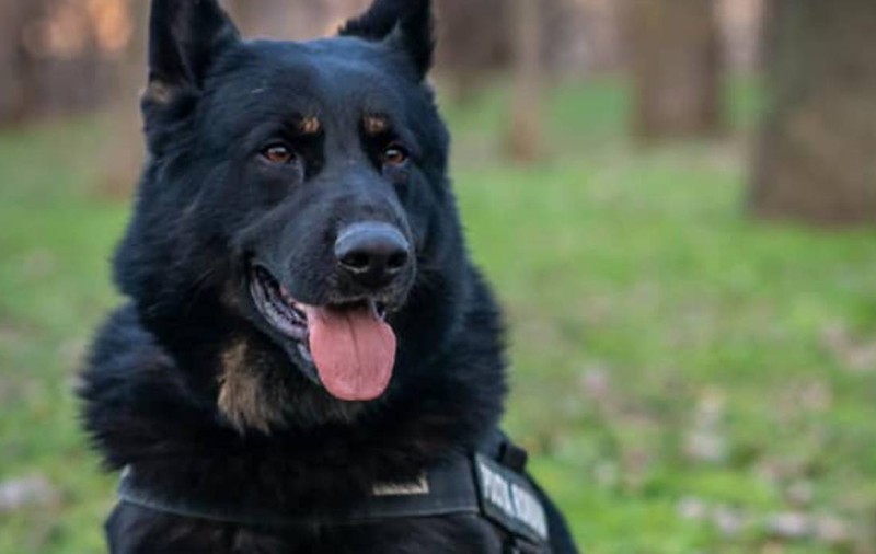 Spaima tâlharilor, câinele Gipsy le-a arătat copiilor din Brăila cum se prind infractorii cât ai spune aport