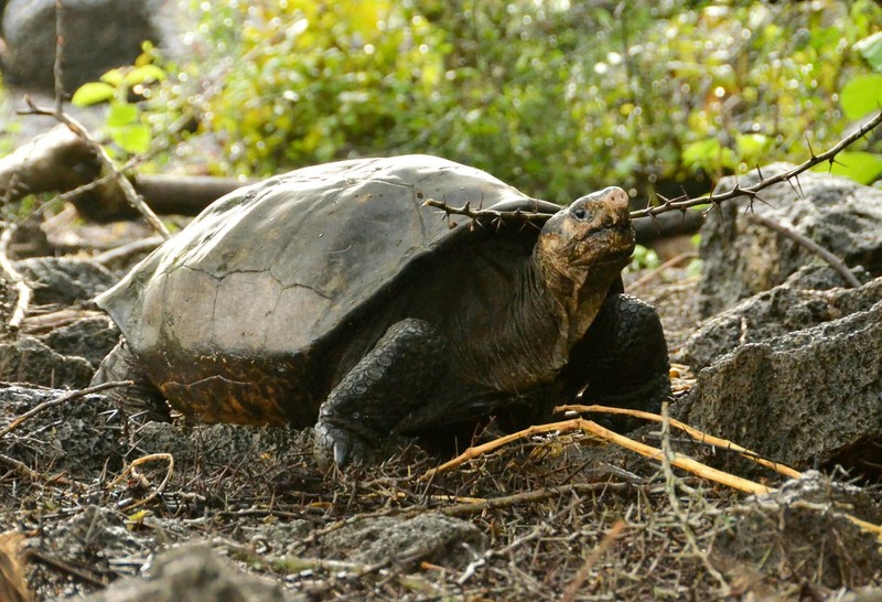 Fernanda, singura broască țestoasă gigantică Fernandina cunoscută ca fiind în viață. Foto: Profimedia