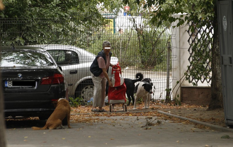 Hrăneşti maidanezii sau nu-i laşi pe hingheri să-şi facă treaba? Primeşti amendă!