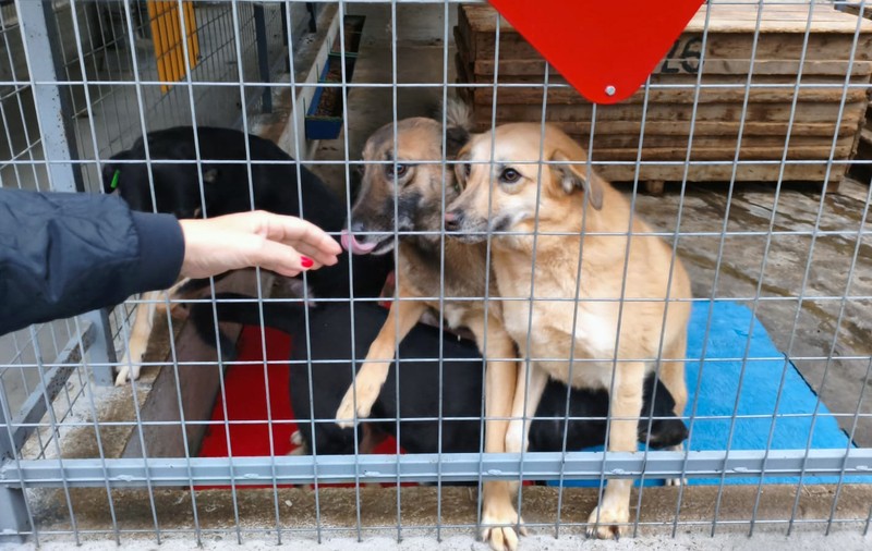 Orașul câinilor. Localitatea din România care a ajuns să găzduiască cel mai mare adăpost din lume dedicat animalelor fără stăpân
