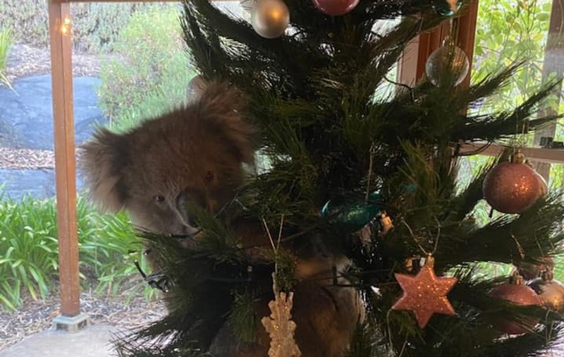 VIDEO | Doar în Australia ți se poate întâmpla. O familie a găsit un koala cuibărit în bradul lor de Crăciun