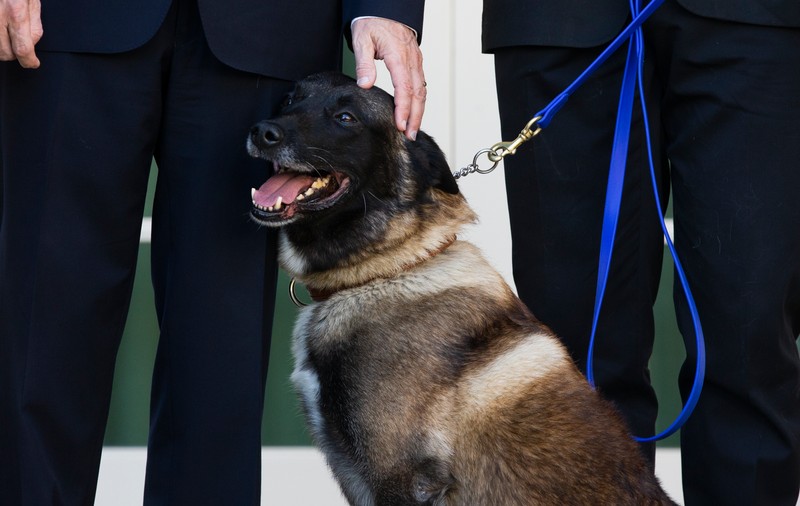 Conan, cel mai cunoscut câine din lume, rănit în raidul care l-a lichidat pe liderul ISIS, a fost medaliat de Trump la Casa Albă