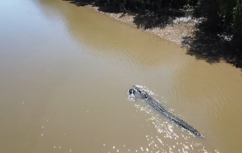 Râul Fitzroy, habitat al crocodililor mâncători de oameni, a fost ales oficial drept loc de desfăşurare a probelor de canotaj şi kaiac-canoe din cadrul Jocurilor Olimpice de la Brisbane din 2032. Foto: Profimedia