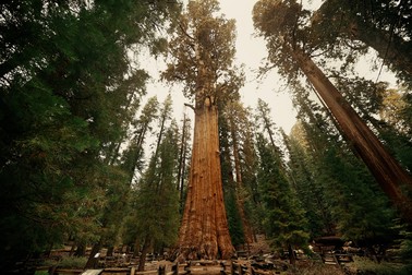 Cei mai frumoși arbori din lume - General Sherman