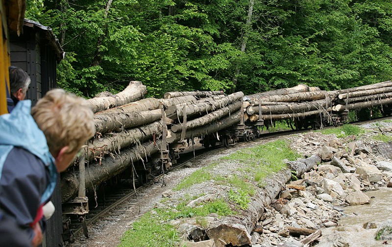 Raport: Despăduririle ilegale costă România 6 miliarde de euro pe an. Activiștii de mediu spun că banii din Planul de Reziliență nu vor salva pădurile și cer legi noi