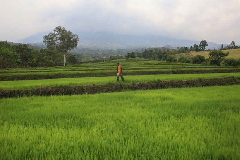 A farmer walks past rice fields at the foot of Mount Kanlaon volcano in a village in Canlaon, Negros Occidental province, central Philippines on June 4, 2024, a day after the volcano erupted.,Image: 878753129, License: Rights-managed, Restrictions: , Model Release: no