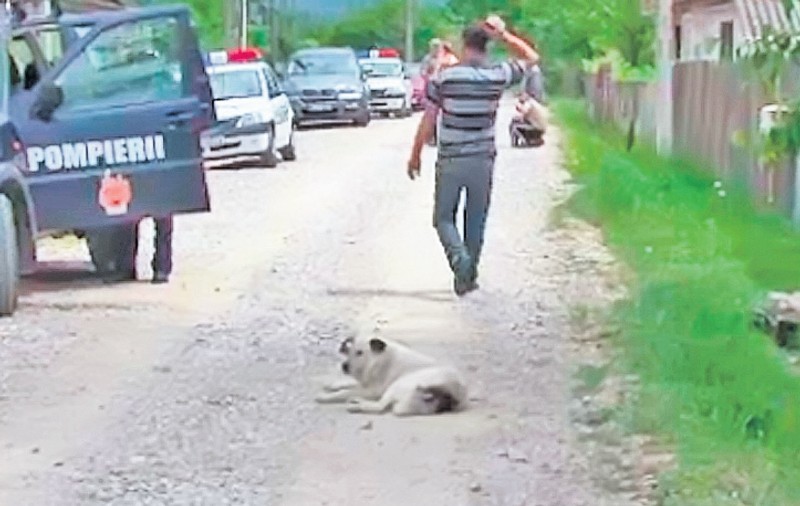 Un câine a zăcut o zi în drum pentru că stăpânul lui s-a sinucis