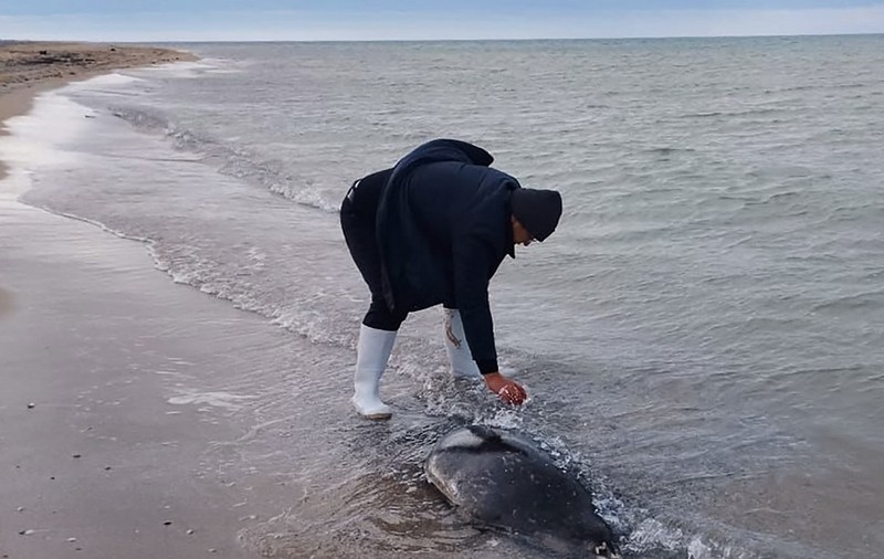 Sute de foci au fost găsite moarte pe coasta Mării Caspice, în Daghestan. „Numărul lor poate fi mai mare”