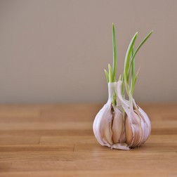 Arhiva foto