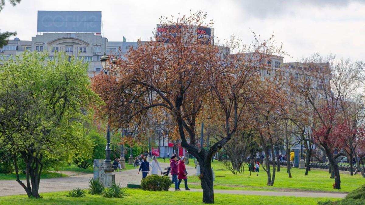 Imagine creativă cu un parc din București, unde copacii sunt înfloriți