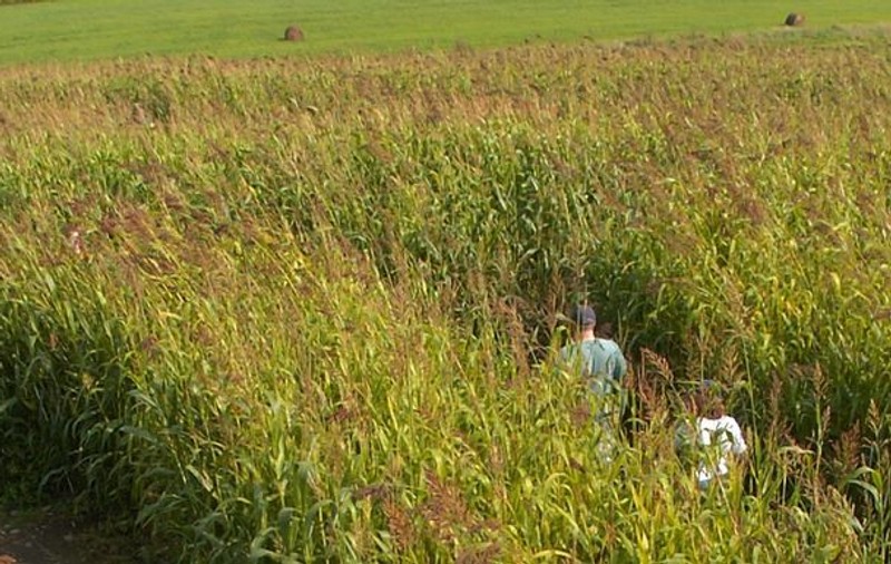 România, pe primul loc în Uniunea Europeană la producția de porumb și floarea soarelui în 2019, anunță INS