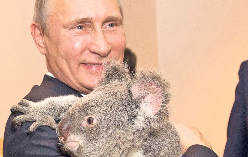 Temutul Putin a băgat groaza şi într-un ursuleţ koala
