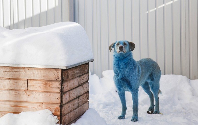 VIDEO | Misterul câinilor albaștri din Rusia încă nu a fost elucidat. Animalele, examinate de veterinari