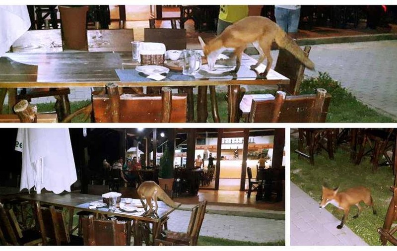 O vulpe merge la restaurant în Alba Iulia. Sălbăticiunea e vedetă pe Internet