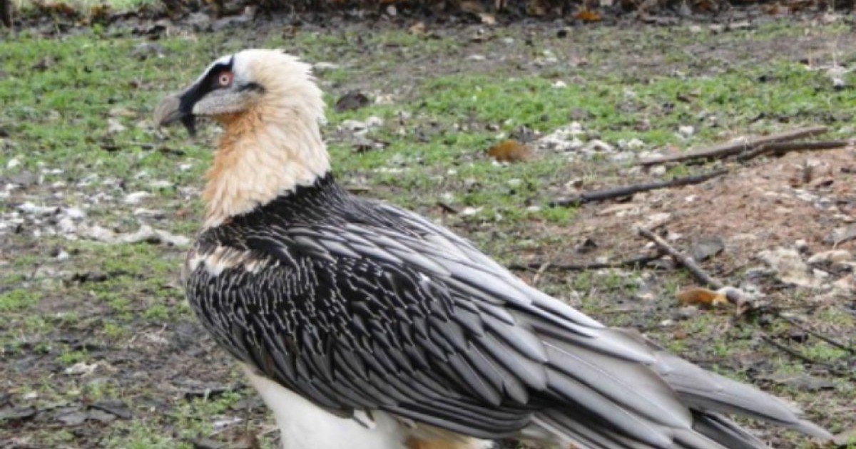 Vulturul bărbos, o specie pe cale de dispariție. Foto Milvus.ro