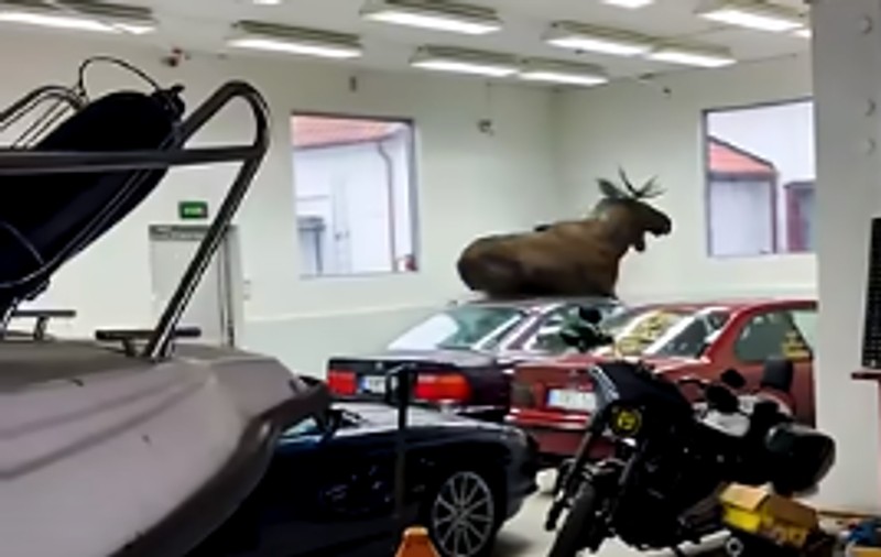 Un elan a intrat într-un garaj din Suedia și a distrus mi mult BMW-uri | VIDEO