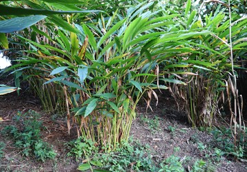 Planta de cardamon