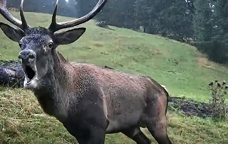 Un cerb care rage, în sezonul de împerechere