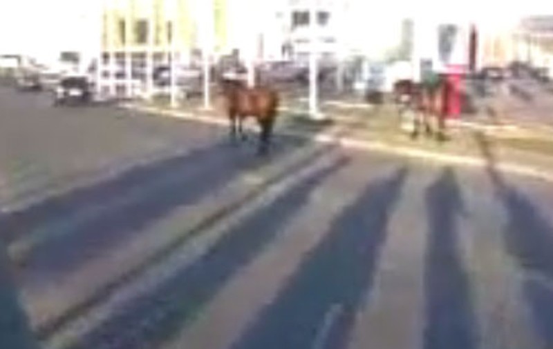 Video | Caii se plimbă la hypermarket