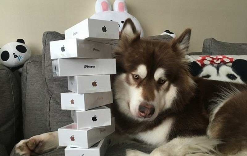 Fiul unui miliardar chinez i-a cumpărat câinelui său șapte telefoane iPhone 7