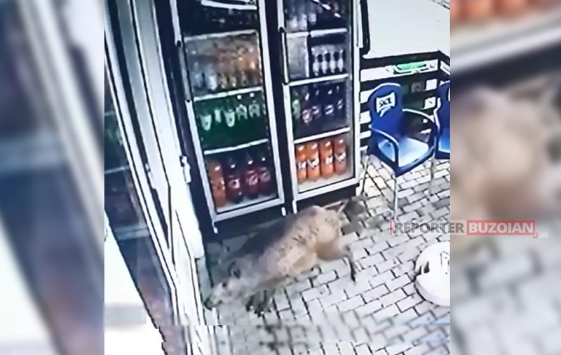 VIDEO | Doi clienți au fost atacați de un mistreț la ușa unui magazin din Berca!