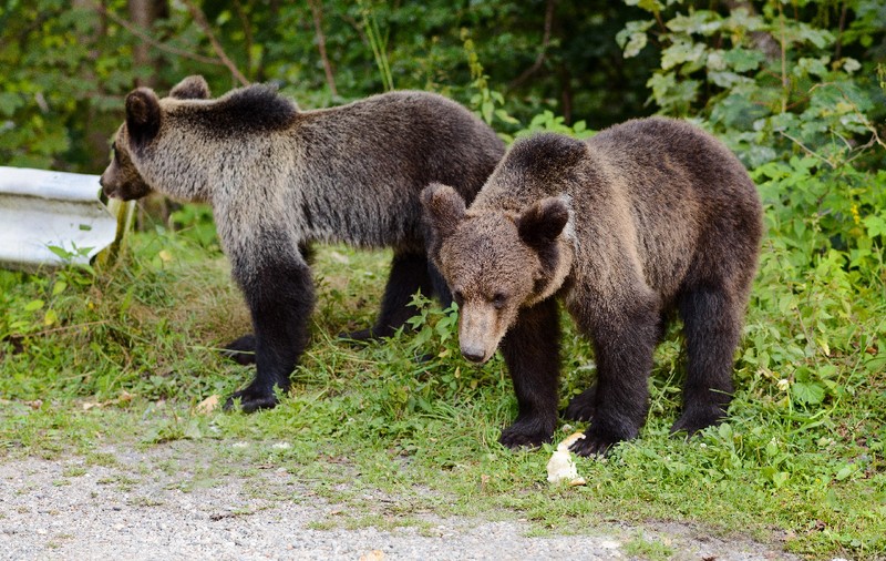 RO-Alert în miez de noapte în două localităţi din judeţul Dâmboviţa, după apariția unor urși