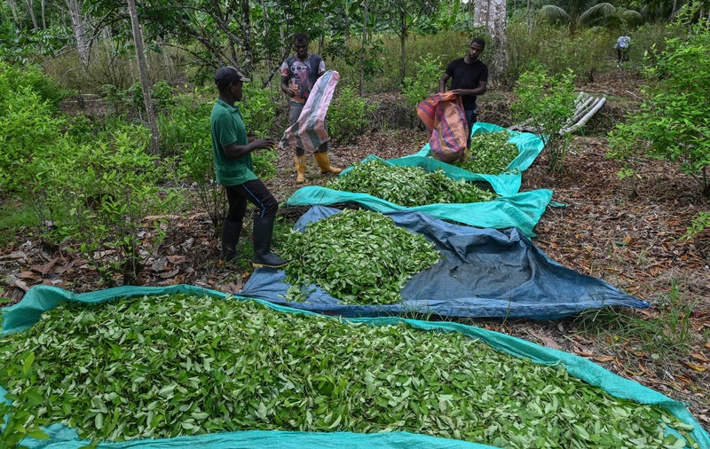 ONU: Prăbușirea prețului plantei coca, ingredientul principal al cocainei, pune în pericol securitatea alimentară din Columbia