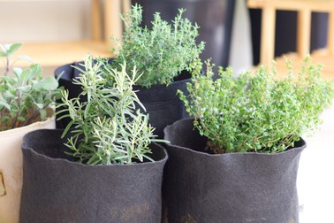 Ghiveciul din material textil permite plantelor să respire