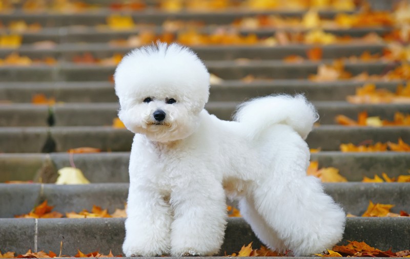 Bichon Frise - ce temperament are patrupedul expresiv cu blană albă și pufoasă