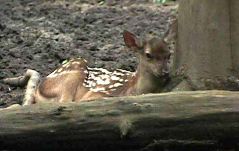 Bambi, un pui de căprioară, a venit pe lume la Gradina Zoo de la Timișoara!