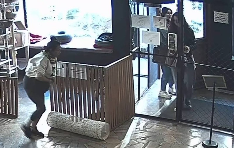 Tentativă de furt de pisică eșuată într-o cafenea populară din Polonia: ce a făcut felina în ultima secundă | VIDEO