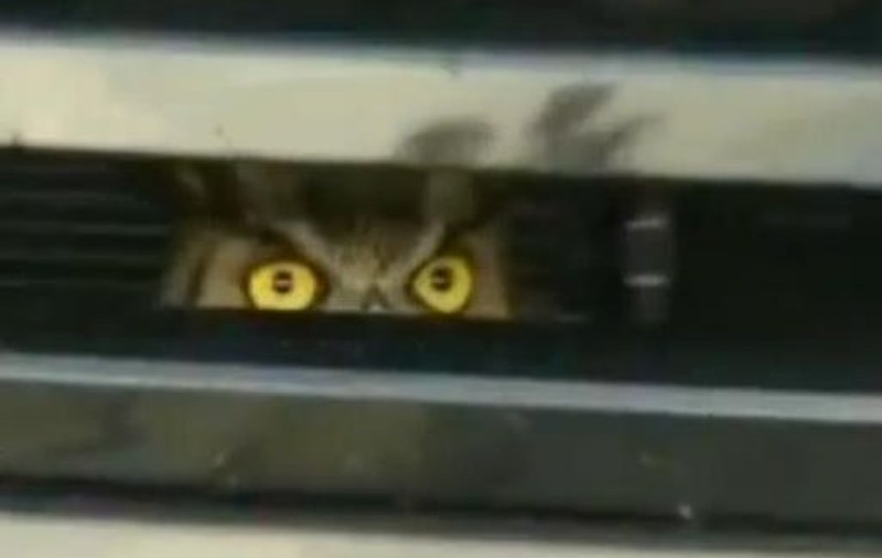 O bufniţă a rămas prizonieră în grilajul de la motorul unei maşini | VIDEO