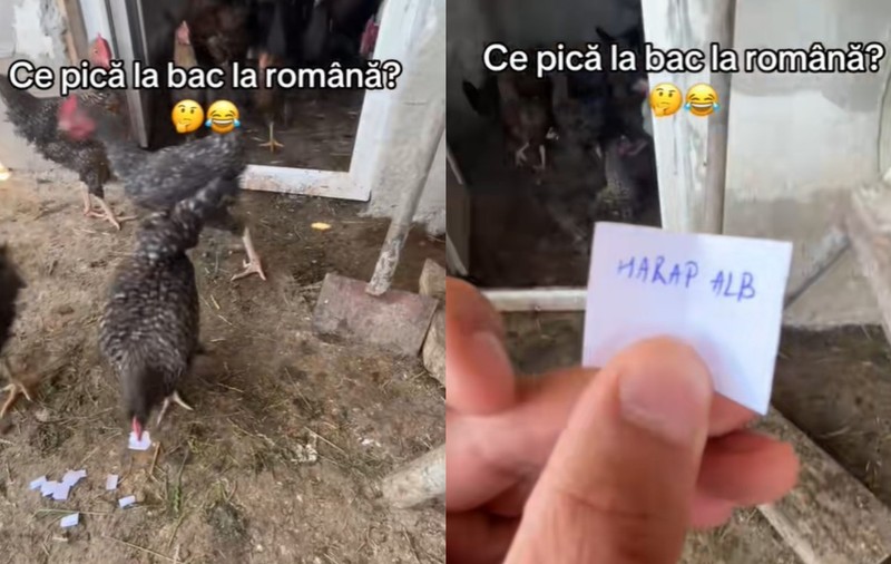 Găina elevului de clasa a 12-a a ghicit Subiectul III la BAC 2025. Adolescentul apelase la pasărea din curte să afle ce îi pică