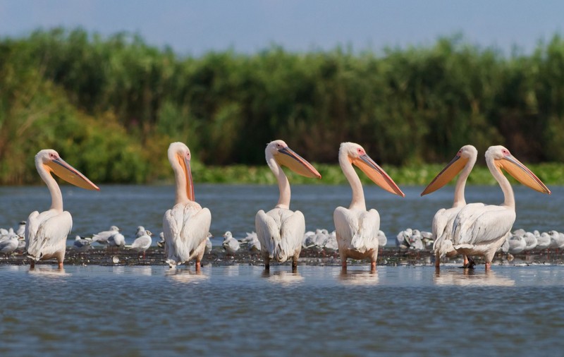 (P) Escapadă în familie la Gulliver Delta Resort