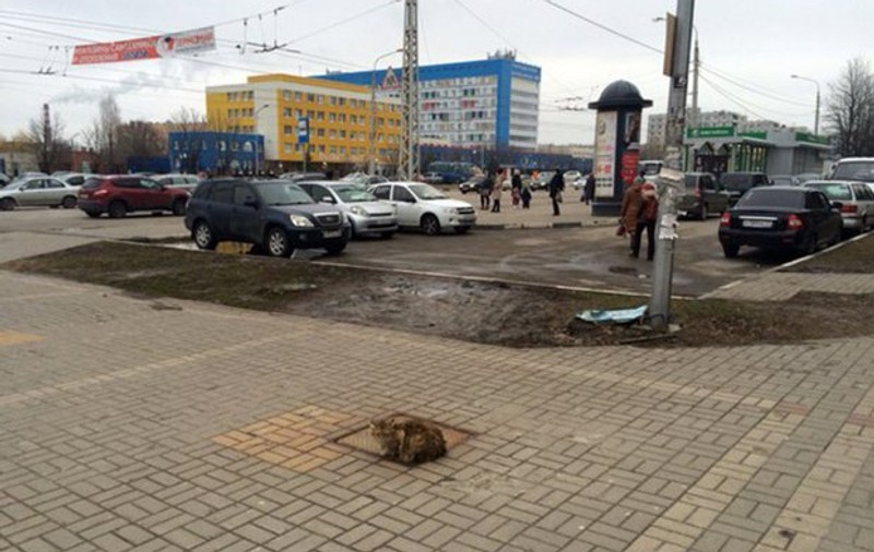 O pisică refuză să plece din locul în care stăpânul a părăsit-o în urmă cu un an FOTO