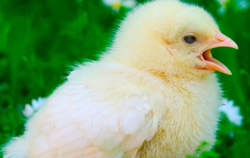 "Incredibil! Imposibil!" Lumea ştiinţifică e uluită! BBC: o găină a născut un pui viu. Chinurile facerii i-au fost fatale