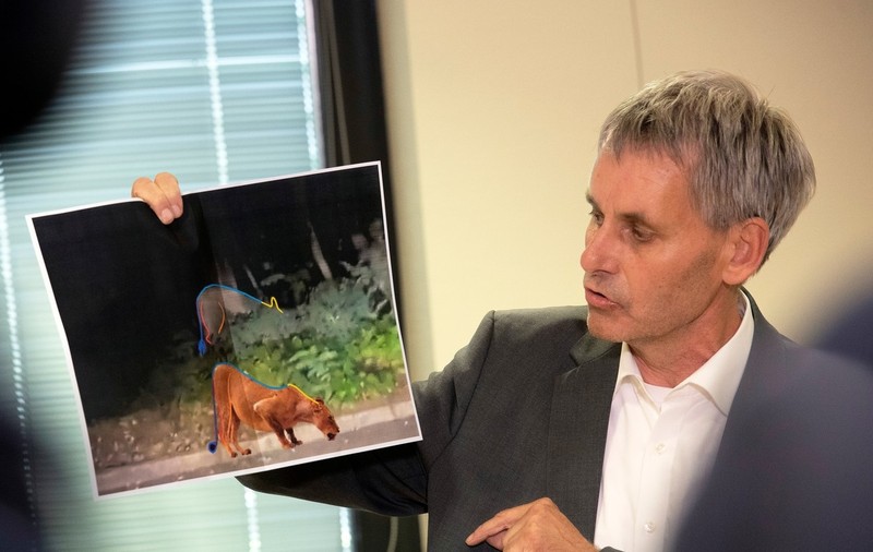 200.000 de euro pe zi pentru căutarea unei leoaice care era, de fapt, un mistreț: „Cel mai scump safari din istorie”
