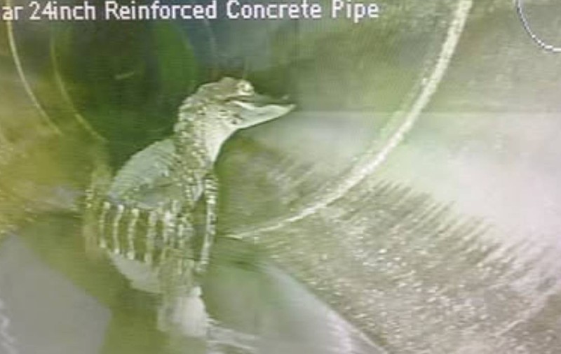 Muncitorii au găsit un aligator care se relaxa într-o țeavă, în Florida: "Prietenul vostru s-a întors"