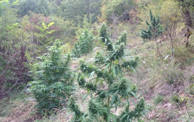Toxicomanii din Timişoara şi Hunedoara, aprovizionaţi cu droguri de import, aduse din Grecia