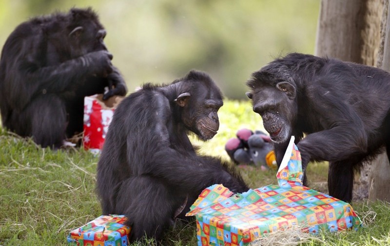 30 de cimpanzei au evadat de la o grădină zoologică