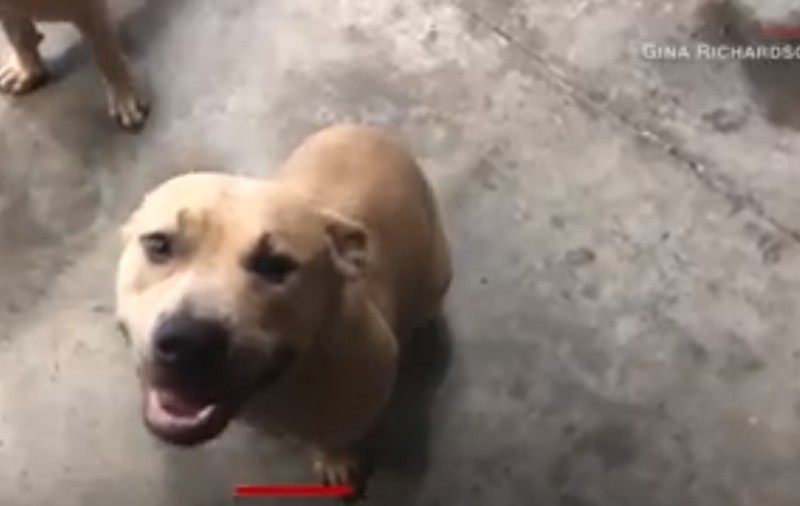 Un câine pitbull a murit pentru a salva copiii stăpânului de un șarpe veninos / VIDEO