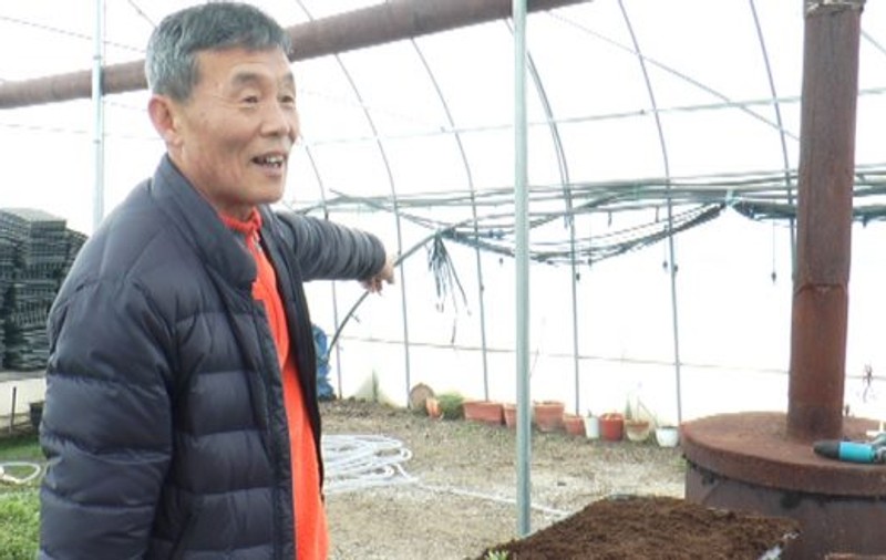 Legumele coreene care cresc în Prahova. Coreeanul Lee Song Su cultivă salată cu gust de hrean și ridichi de opt kilograme / FOTO