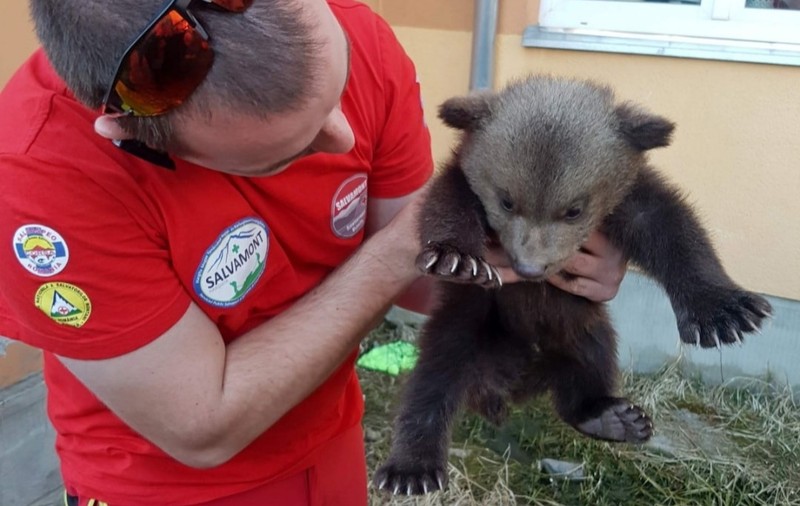 Pui de urs de două luni, salvat de salvamontiștii din Harghita