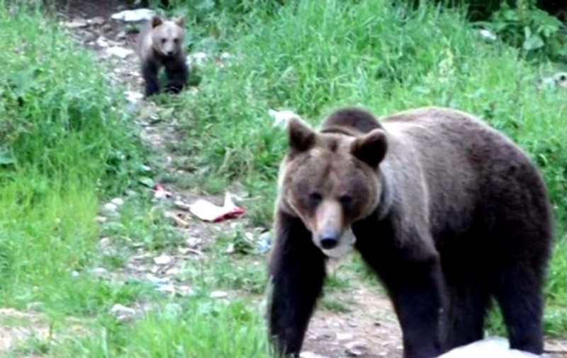 Turiști blocați pe munte, după ce s-au întâlnit cu o ursoaică cu pui pe Valea Prahovei. Jandarmii i-au ajutat să coboare în Bușteni