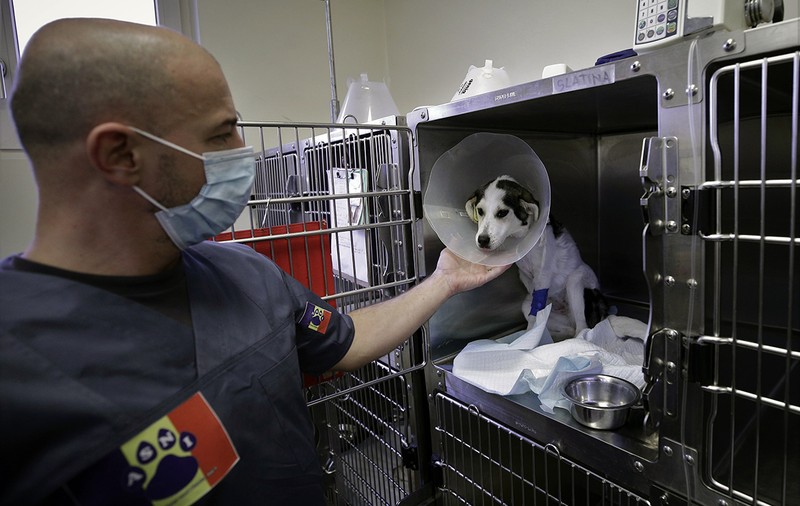 Reportaj de la singurul spital unde animalele fără stăpân au prioritate. „Am tratat și căței prin gard, pentru că ne rugau oamenii aflați în carantină”