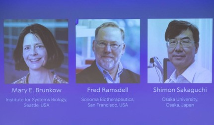 Premiul Nobel pentru Medicină a fost câștigat în 2025 de Mary E. Brunkow, Fred Ramsdell și Shimon Sakaguchi pentru o descoperire legată de celule T, „gardienii de siguranță” ai sistemului imunitar. Foto: Profimedia Images