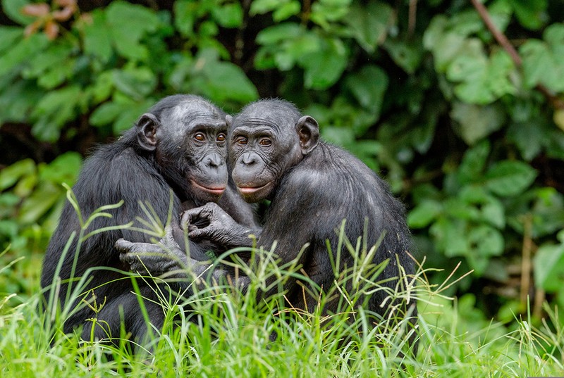 Maimuțe bonobo